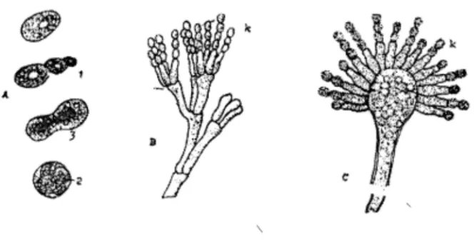 Gambar 1.13 A. Saccharomyces 1. tunas, 2. askospora, 3. konyugasi. 