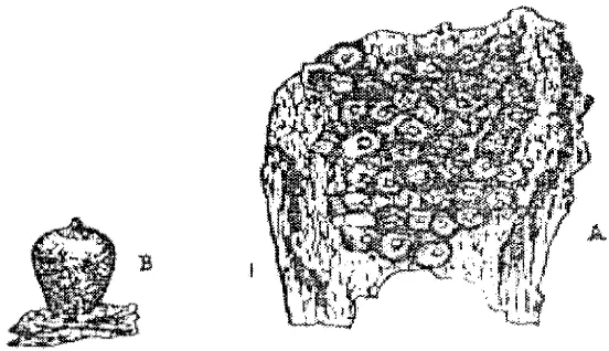 Gambar 1.14  Fusarium dengan (A) Makrokonidia (B) Mikrokonidia dan  (C)    