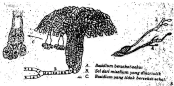 Gambar 1.16 Basidium ber sekat - sekat 