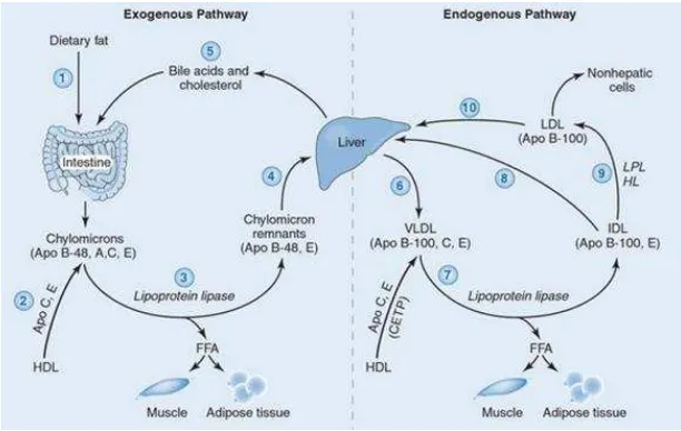 Gambar 7. Sistem Transpor Lipoprotein30 