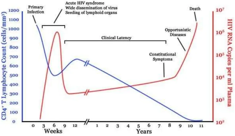 Gambar 1. Perjalanan alamiah penyakit HIV13 