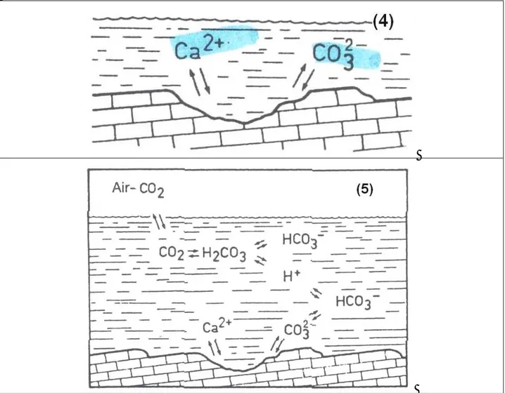 Gambar 3. Proses pelarutan karbonat (4)  yang diiukutioleh pembentukan bikarbonat (5) (Bogli, 1980)  Dari  proses  diatas  terlihat  bahwa  semakin  air  itu  banyak  mengandung  karbondioksida,  maka  semakin  mudah  pula  air  itu  untuk  melarutkan  bat
