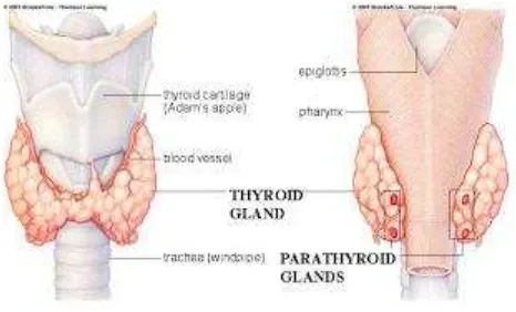 Tabel 3. Hormon-hormon yang Dihasilkan oleh Kelanjar Tiroid 