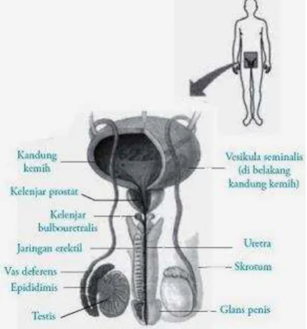 Gambar 5. Kelenjar Pankreas