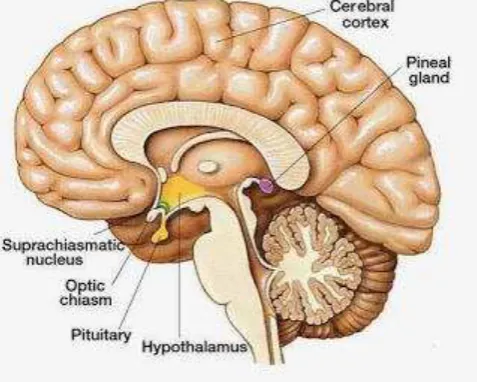 Gambar 9. kelenjat Pineal 