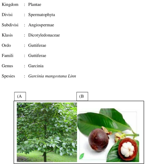 Gambar 2.6 (A) Pohon Manggis; (B) Buah Manggis (Hadriyono, 2011)  2.6.2  Nama Daerah 