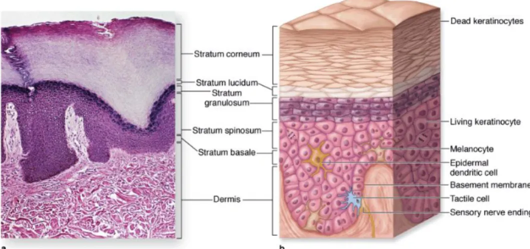 Gambar 2.2 Lapisan epidermis pada kulit tebal (Mescher, 2009) 