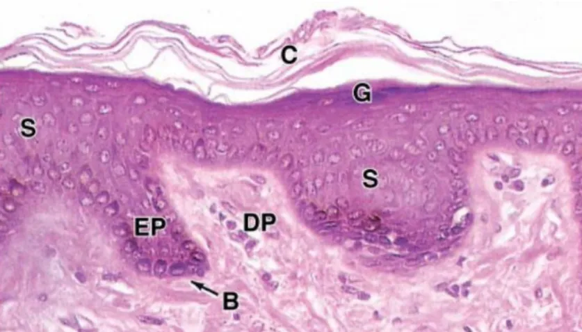 Gambar 2.3 Lapisan epidermis pada kulit tipis (C=Stratum Corneum; S=Stratum  Spinosum; G=Stratum Granulosum, B=Stratum Basale; Ep=Epidermal Pegs; 