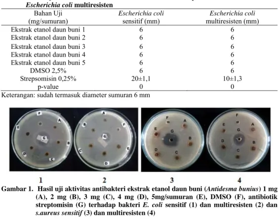 Gambar 1.  Hasil uji aktivitas antibakteri ekstrak etanol daun buni (Antidesma bunius) 1 mg  (A), 2 mg (B), 3 mg (C), 4 mg (D), 5mg/sumuran (E), DMSO (F), antibiotik  streptomisin (G) terhadap bakteri E
