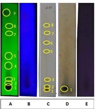Gambar 2.  Hasil uji Kromatografi Lapis Tipis ekstrak etanol daun tumbuhan sala  Keterangan gambar: 