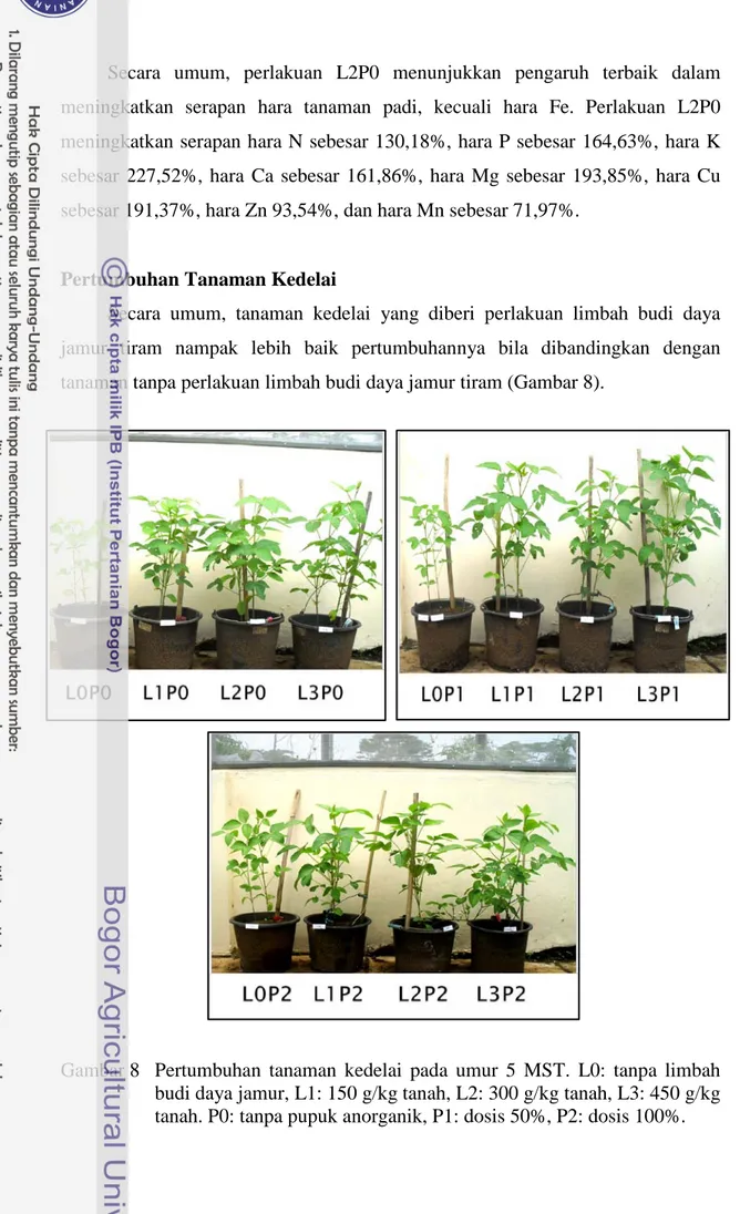 Gambar 8   Pertumbuhan tanaman kedelai pada umur 5 MST.  L0: tanpa limbah  budi daya jamur, L1: 150 g/kg tanah, L2: 300 g/kg tanah, L3: 450 g/kg  tanah