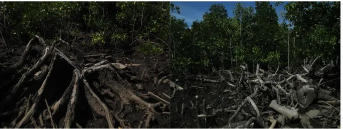 Gambar  5  Kondisi  visual  mangrove  di  Desa  Bonea,  Kecamatan  Lasalepa,  Kabupaten  Muna,  Sulawesi  Tenggara (Sumber: Foto lapangan, 2013) 