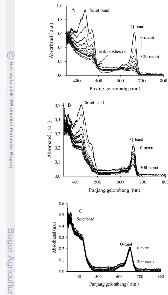 Gambar 13.  Kurva absorbansi degradasi klorofil dan klorofil kompleks terhadap  waktu: Klorofil (A), Zn-peofitin (B), Cu-peofitin (C)