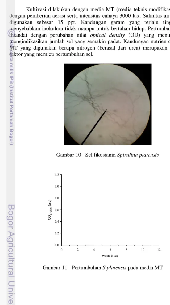 Gambar 10   Sel fikosianin Spirulina platensis 