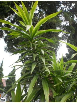 Fig 1. The suji leave (Pleomelleangustifolia (Roxb.) N.E.Br. 