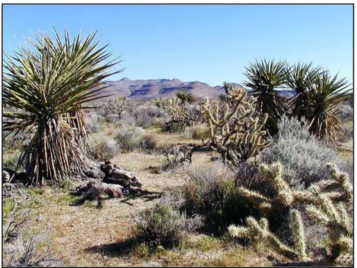 Gambar : Bioma gurun dan sejumlah organisma penguhuninya  