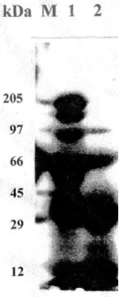 Fig. 2.  SDS-PAGE Pattern of Pithecellobium dulce seed protein (1) SDS soluble PSPF (2) SDS soluble PSM M: Broad band standard molecular weight protein markers (myosin 205 kDa, phosphorylase B 97 kDa, bovine serum albumin 66 kDa, ovalbumin 45 kDa, carbonic anhydrase 29 kDa and cytochrome C 12 kDa) 