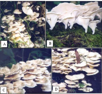 Gambar 1.4 Penampakan tubuh buah Lentinus spp. di lapangan. A. Asal Ciawi. B. Asal Hutan Gunung Luhur