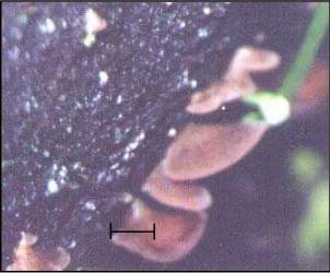 Gambar 1.6 Penampakan tubuh buah Crepidotus spp. di lapangan asal hutan 
