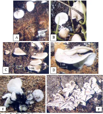 Gambar 1.7 Penampakan tubuh buah isolat Pleurotus EA1 sampai EA6 di lapangan. A. Pleurotus EA1