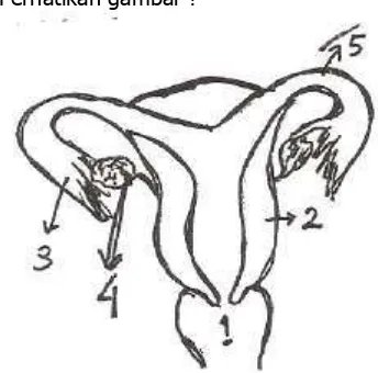 Gambar organ reproduksi wanita, yang menunjukkan oviduct, ovarium, dan uterus 