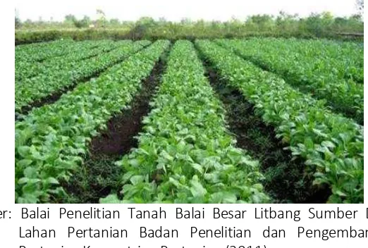 Gambar 3. Usahatani sayuran di lahan gambut wilayah  Kalimantan Selatan 