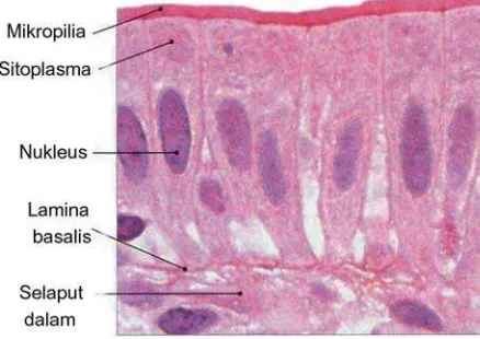 Gambar 2.9. Gambar sel epitel berbentuk kolumner yang berperan sebagai penyerapan sari-sari makanan 