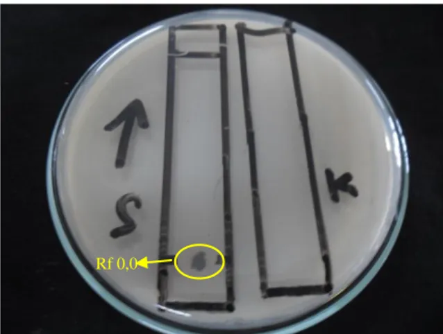 Gambar 3. Hasil uji bioautografi ekstrak etanol kulit buah kakao terhadap Streptococcus mutans  dengan fase gerak n-heksan : etilasetat : metanol (12:7:1) v/v/v