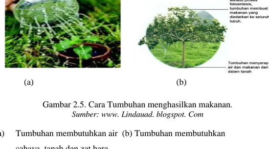 Gambar 2.5. Cara Tumbuhan menghasilkan makanan. Sumber: www. Lindauad. blogspot. Com 