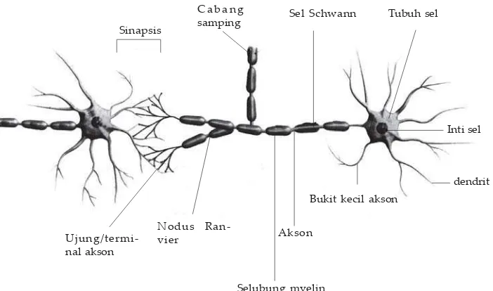 Gambar 3.5 Neuron (sel saraf)