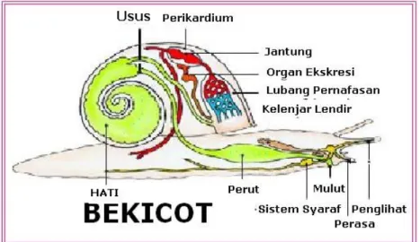 Gambar 2.8. Morfologi bekicot Putra, (2008) 