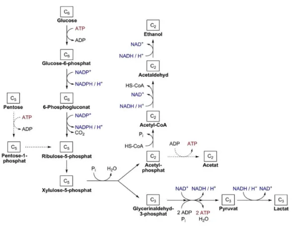 Gambar 6 Metabolisme asam laktat 26 