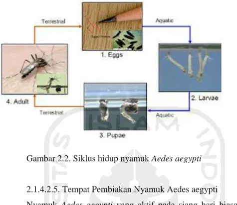 Gambar 2.2. Siklus hidup nyamuk Aedes aegypti 