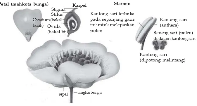 Gambar 2.3 Bunga lengkap