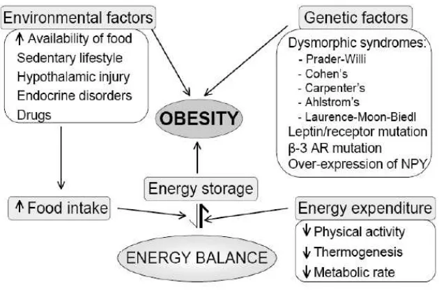 Gambar 2. Keseimbangan energi dan penyebab Obesitas(14). 
