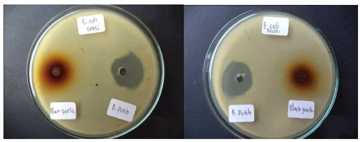Gambar. 4.1. Hasil uji bakteri ekstrak bawang putih dan black garlic terhadap bakteri Escherichia coli 