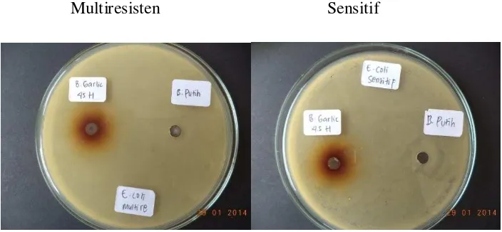 Gambar 4.2 Hasil uji bakteri terhadap Escherichia coli sensitif dan multiresisten antibiotik 