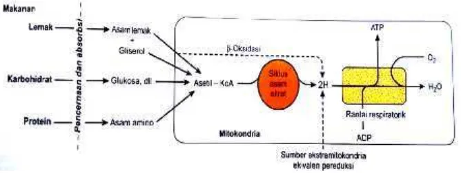 Gambar 2. Peran rantai respiratorik mitokondria dalam konversi energi