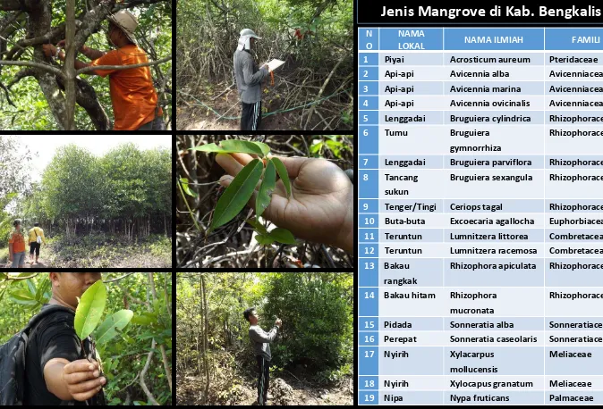 Gambar x. Kondisi dan Jenis Mangrove di Kabupaten Bengkalis 
