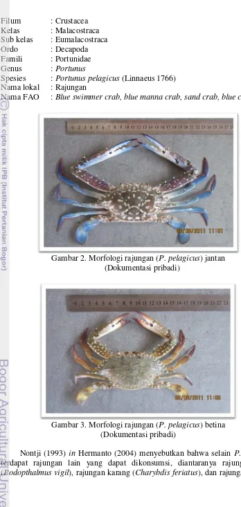 Gambar 2. Morfologi rajungan (P. pelagicus) jantan 
