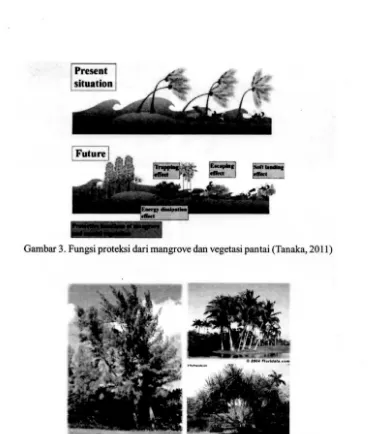 Gambar 4. a. Cemara Laut (Casuarina equisetifolia), b. Pohon Kelapa (Cocos nucifera), dan c