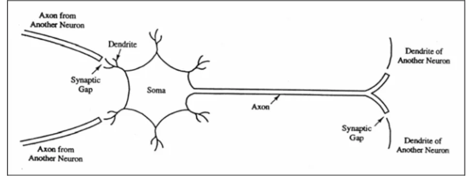 Gambar II.5. Neuron pada Manusia 