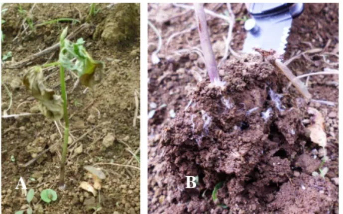 Gambar 2. (A) tanaman kedelai yang terserang S. rolfsii                                                                    (B) tanah di sekitar perakaran tanaman terserang