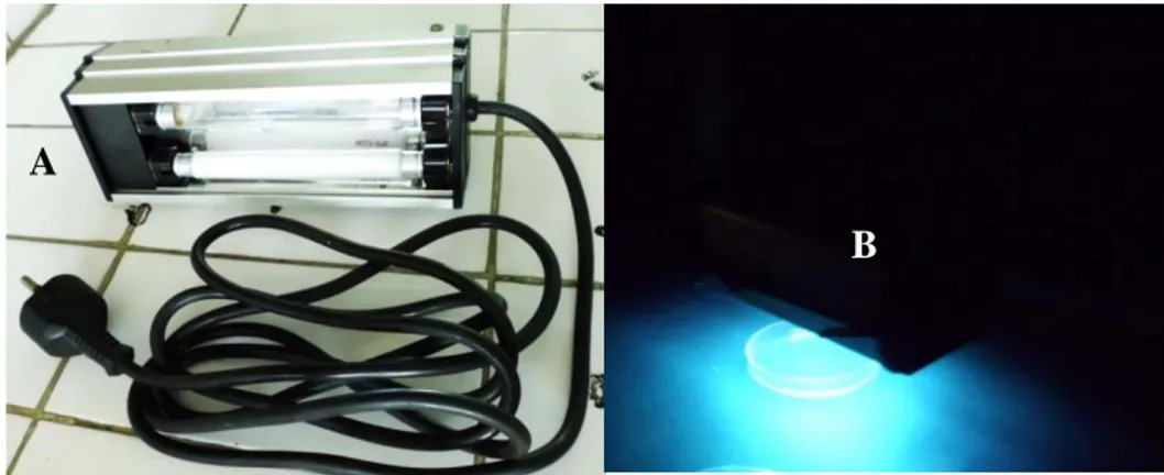 Gambar 3. Lampu UV yang digunakan selama percobaan berlangsung  (A) Lampu UV (B) keadaan lampu UV setelah dihidupkan  