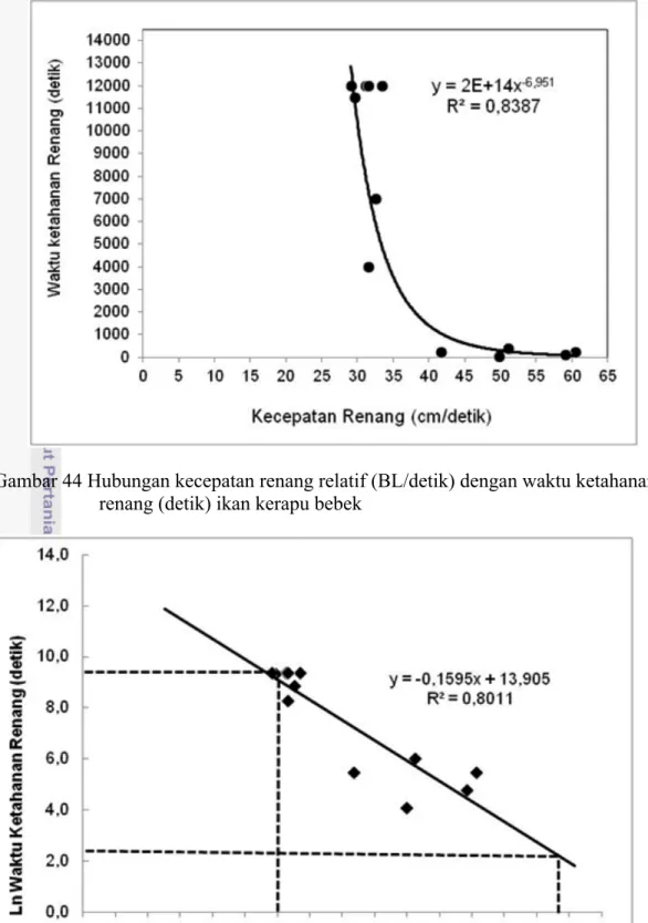 Gambar 44 Hubungan kecepatan renang relatif (BL/detik) dengan waktu ketahanan  renang (detik) ikan kerapu bebek 