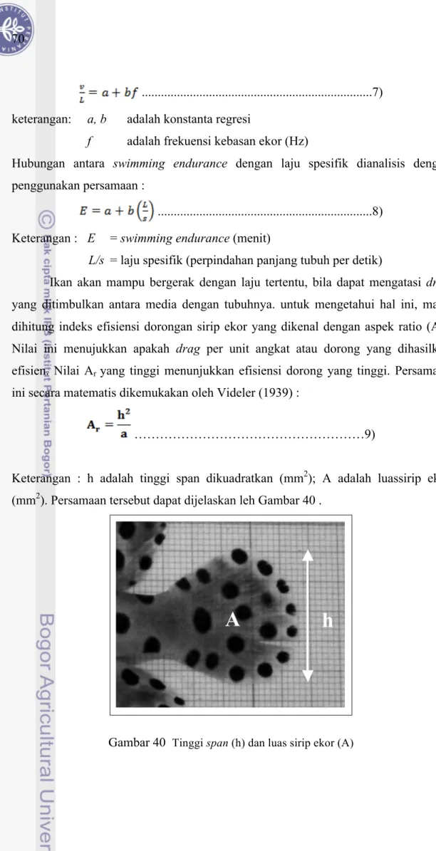 Gambar 40   Tinggi span (h) dan luas sirip ekor (A)