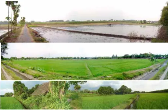 Gambar III.14 Panorama persawahan dan perladangan di kawasan Kolam Segaran Trowulan.