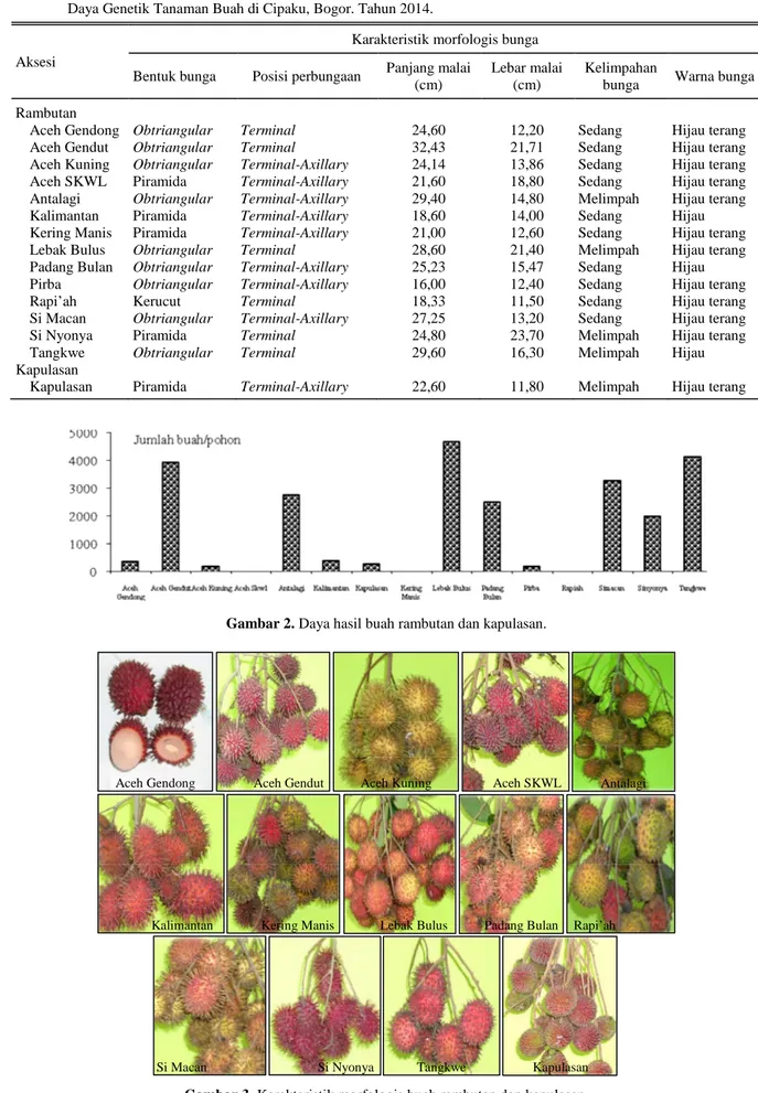 Tabel 1. Karakteristik  morfologis  bunga  pada  14  aksesi  rambutan  dan  1  aksesi  kapulasan  koleksi  Kebun  Koleksi  Sumber 