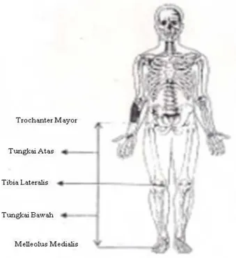 Gambar 6. Panjang tungkai atas dan tungkai bawah                                           (Tim Anatomi, 2003: 24) 
