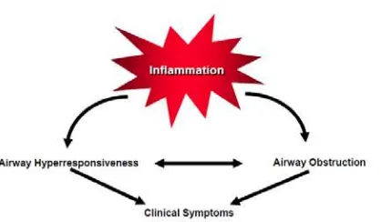Gambar 2.1 Hubungan antara inflamasi, gejala klinis, dan patofisiologi Asma Sumber: NHLBI, 2007
